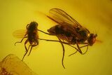 Four Fossil Flies (Diptera) In Baltic Amber #200161-1